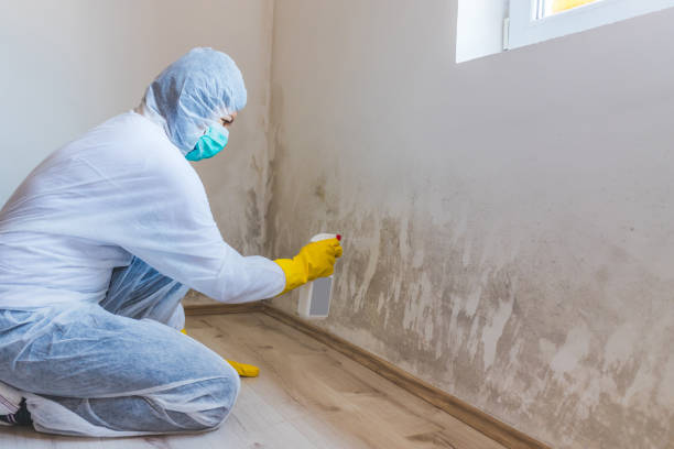 Licensed Commercial Mold Remediation service in Brentwood, PA - WQB Mold Removal